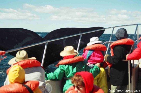 Whalewatching in Peninsula Valdes | Discovering Patagonia Tour | Image #2/12 | 