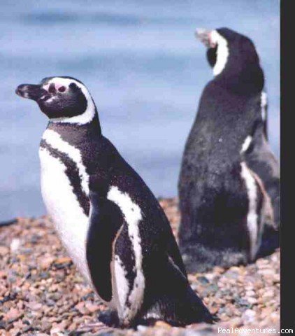 Magellanic Penguins