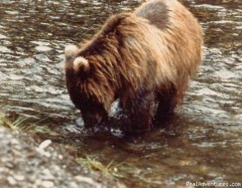 Brown Bear | Alaska Yacht Charters aboard Discovery | Image #4/9 | 