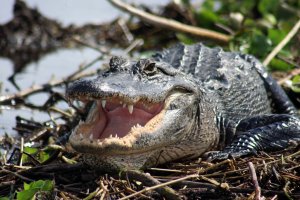 Everglades Day Safari