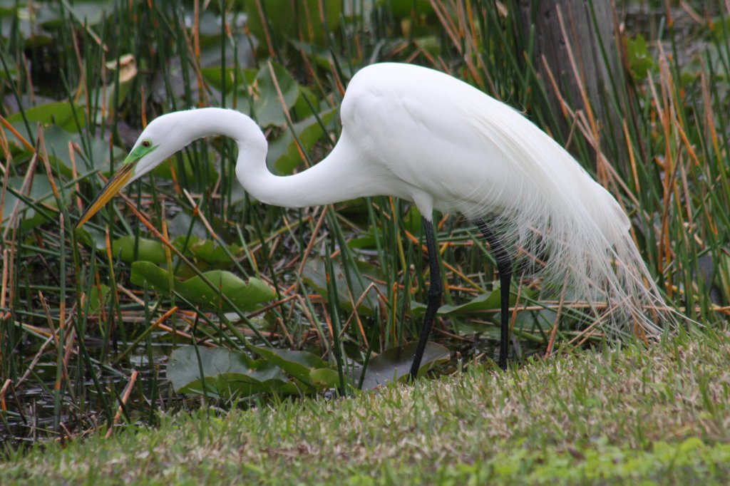 Everglades Day Safari | Image #16/21 | 