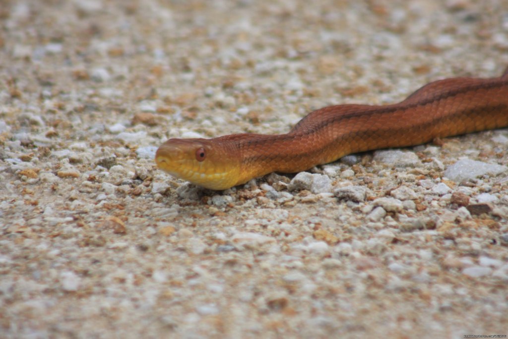 Everglades Day Safari | Image #4/21 | 