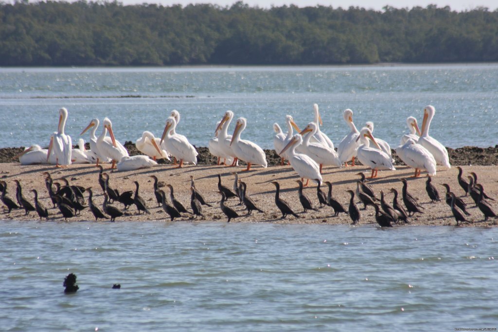 Everglades Day Safari | Image #8/21 | 