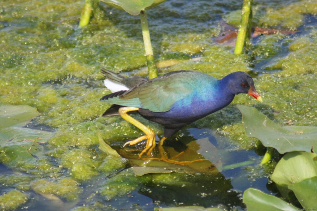 Everglades Day Safari | Image #13/21 | 