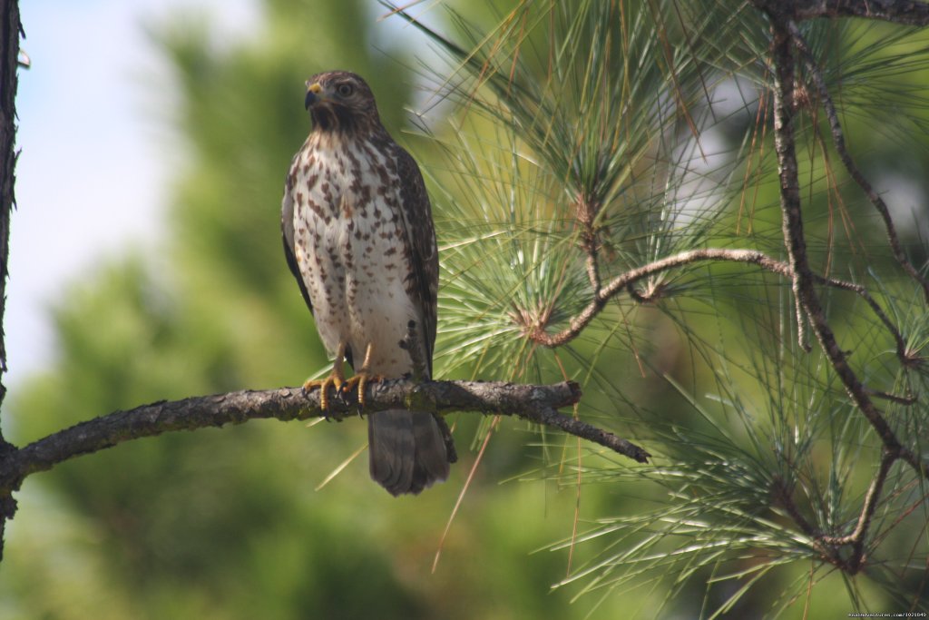 Everglades Day Safari | Image #15/21 | 