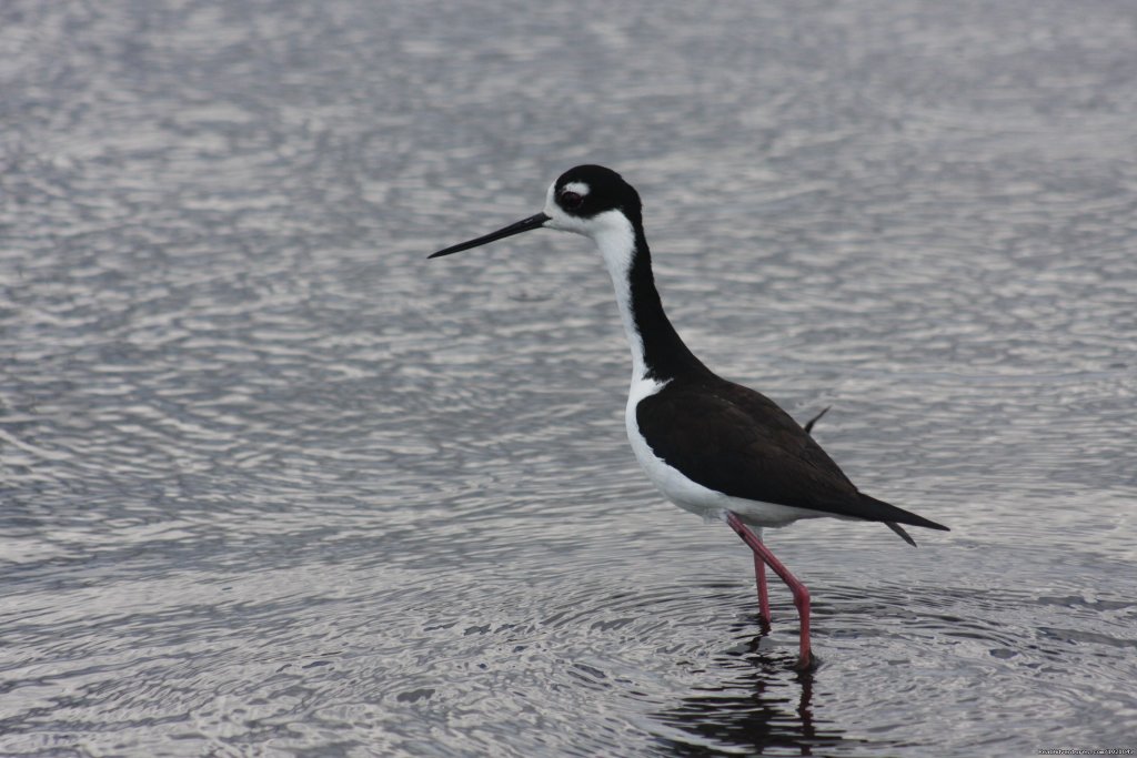 Everglades Day Safari | Image #20/21 | 