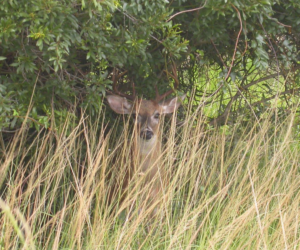 Everglades Day Safari | Image #10/21 | 