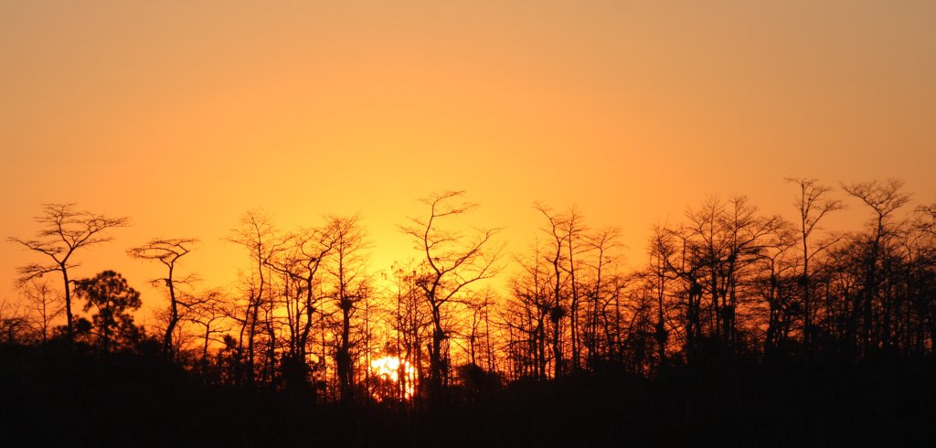 Everglades Day Safari | Image #18/21 | 