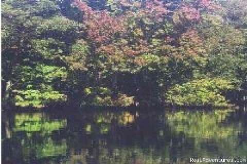 Photo #3 | Katie's Wekiva River Landing | Image #3/6 | 