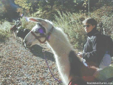 Wonder what they're looking at? | New River Llama Treks | Edmond, West Virginia  | Hiking & Trekking | Image #1/4 | 