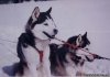 Dog sledding at Auberge and Nordic Spa Beaux Reves | Sainte-Adele, Quebec