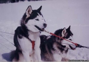 Dog sledding at Auberge and Nordic Spa Beaux Reves | Sainte-Adele, Quebec | Dog Sledding