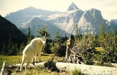 Photo #3 | Glacier National Park | Image #3/5 | 