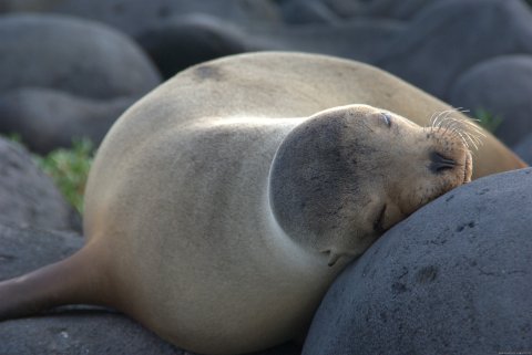 Sea lion