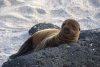 Explore the Galapagos Islands with Andean Trails | Quito, Ecuador