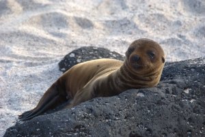 Explore the Galapagos Islands with Andean Trails | Quito, Ecuador | Wildlife & Safari Tours