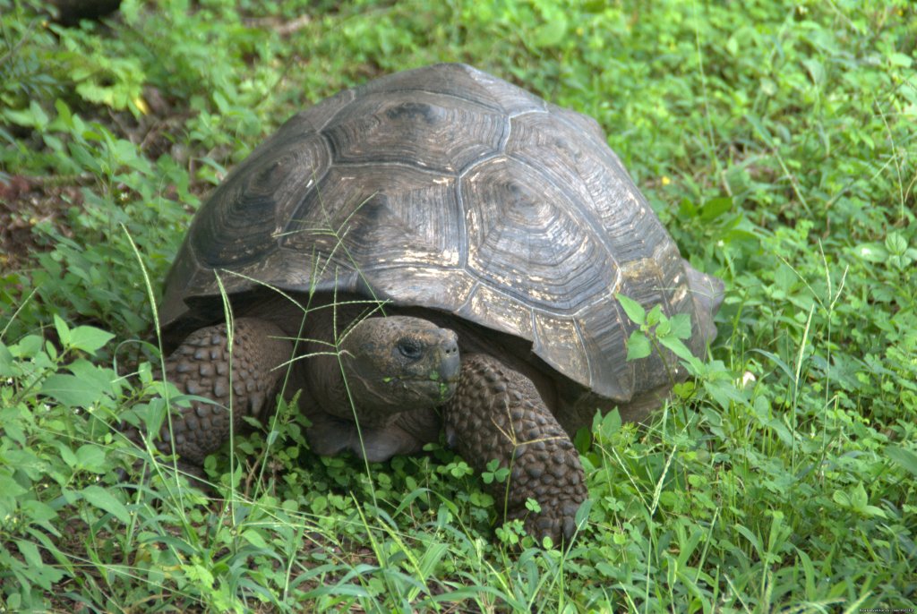 Giant Tortoises | Explore the Galapagos Islands with Andean Trails | Image #16/22 | 