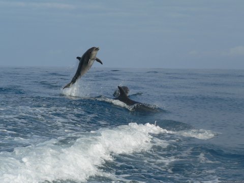 Leaping dolphins