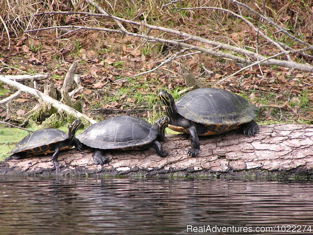 Turtles on the Santa Fe River | Historic Inn & Romantic B & B - Grady House | Image #13/14 | 