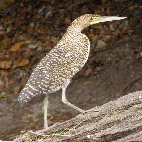 Tiger Heron at Tempesque River