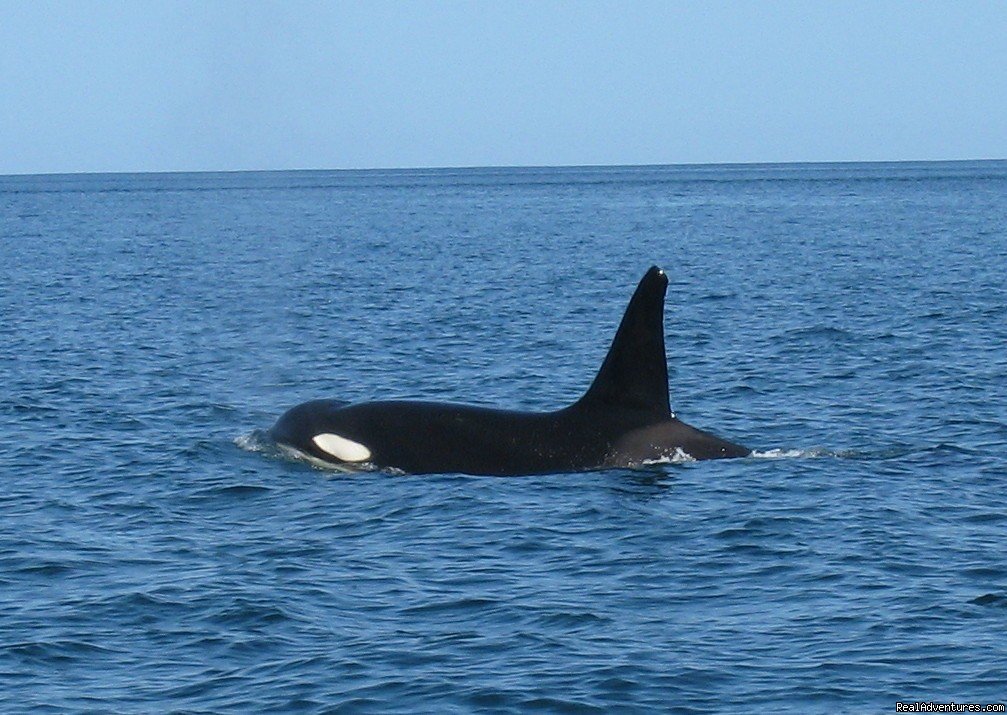 Orca in Costa Rica | Costa Rica Beach-Mountain Adventure 11 Day/10 Nts | Image #11/22 | 