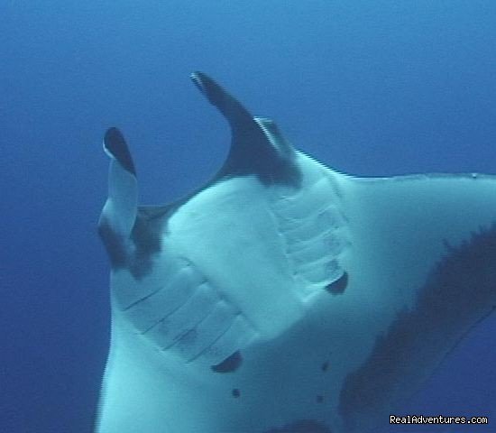 Manta Ray in Gulf Of papagayo, Guanacaste, Costa Rica | Costa Rica Beach-Mountain Adventure 11 Day/10 Nts | Image #15/22 | 