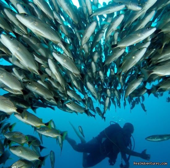 Scuba Diving Costa Rica with tremendous amounts of marine li | Costa Rica Beach-Mountain Adventure 11 Day/10 Nts | Image #17/22 | 