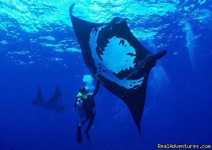 Catalina Islands Giant Pacific Manta Ray