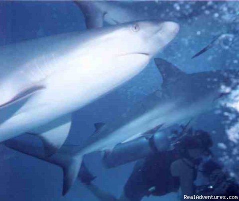 Shark Dive | Blackbeard's Cruises Bahamas Scuba Liveaboard | Image #3/4 | 