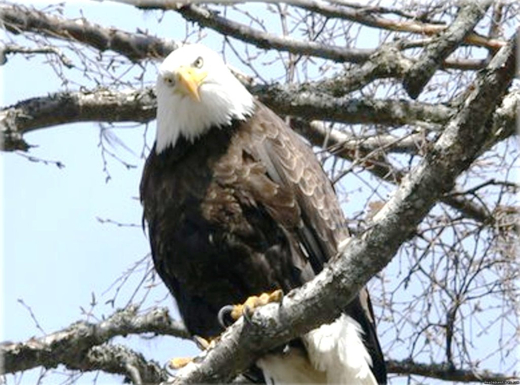 Bald Eagle | Alaska Adventures at Krog's Kamp | Image #10/15 | 