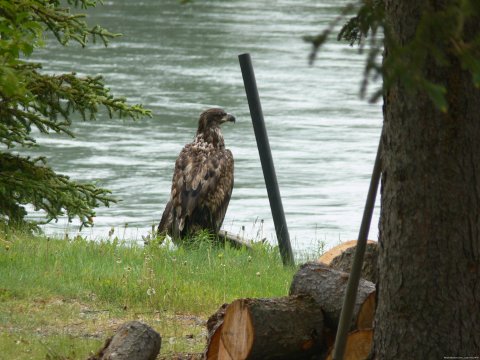 A Juvenile Bald Eagle