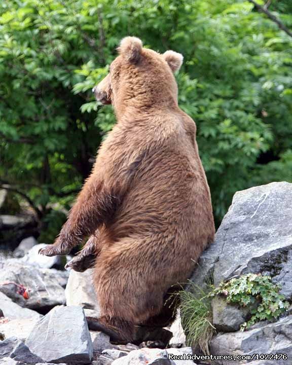 He's Got an Itch! | Alaska Adventures at Krog's Kamp | Image #13/15 | 