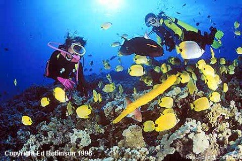 Molokini Crater | Ed Robinson's Diving Adventures | Image #2/5 | 