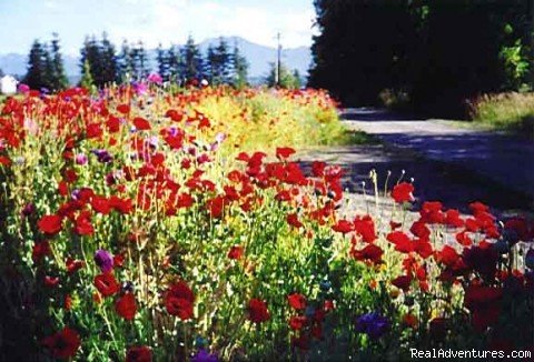 Wildflower Lane | Domaine Madeleine | Port Angeles, Washington  | Bed & Breakfasts | Image #1/4 | 