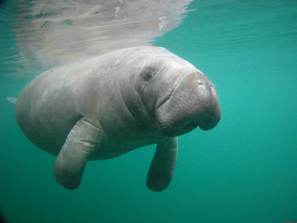 Here I come | Snorkeling with Manatees in Crystal River | Crystal River, Florida  | Eco Tours | Image #1/8 | 