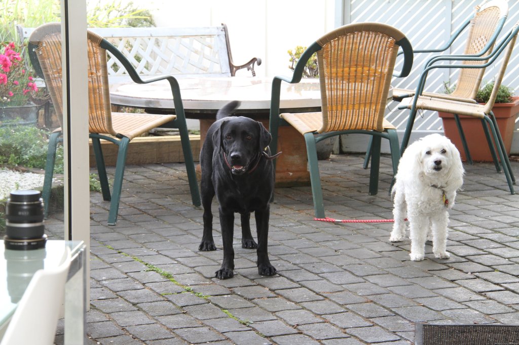 Outside You Two | Auckland Number One  House Homestay | Image #10/24 | 