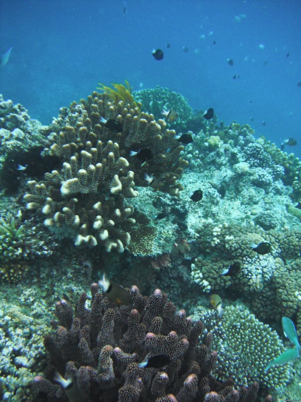 Snorkeling off the dive boat | Dive Kadavu / Matana Beach Resort | Image #14/26 | 