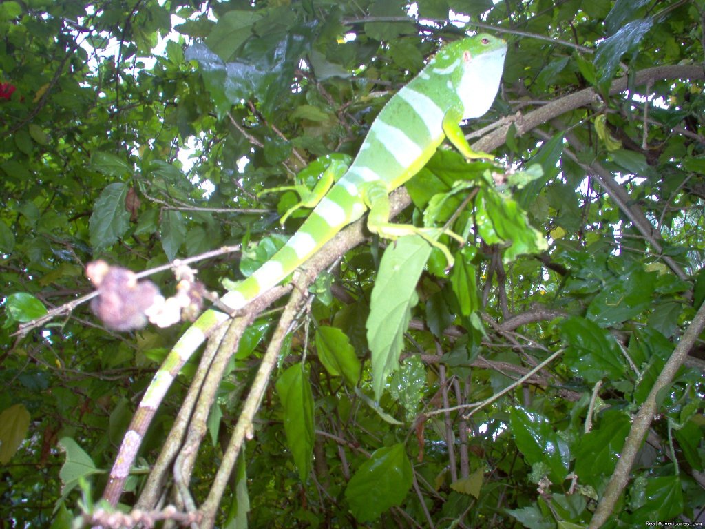 One of several Iguanas living in the Resort gardens | Dive Kadavu / Matana Beach Resort | Image #26/26 | 