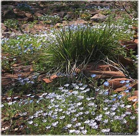 Spring wildflowers in front garden | Artists' Loft And Cabin At Strawberry Hill | Julian, California  | Bed & Breakfasts | Image #1/10 | 