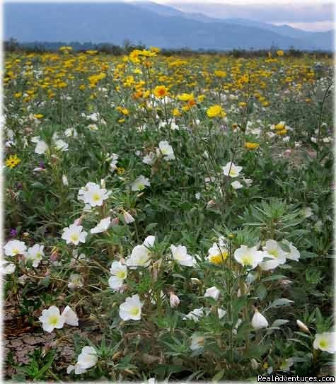 Dune primrose and chocolate daisy, Borrego Springs | Artists' Loft And Cabin At Strawberry Hill | Image #4/10 | 