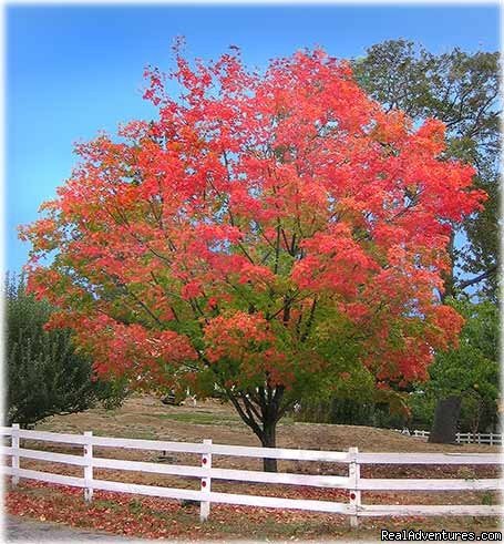 Jack's favorite Maple | Artists' Loft And Cabin At Strawberry Hill | Image #7/10 | 