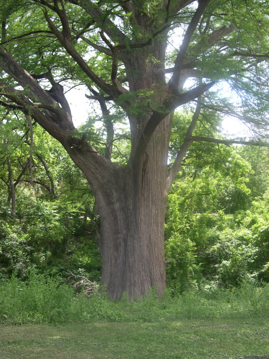 Cypress Trees along the Frio River | Secluded Cabin in Texas Hill Country on Frio River | Image #3/12 | 