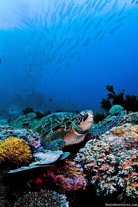 Turtle & Barracudas | Sipadan Inn & Sipadan Scuba | Semporna, Malaysia | Hotels & Resorts | Image #1/1 | 