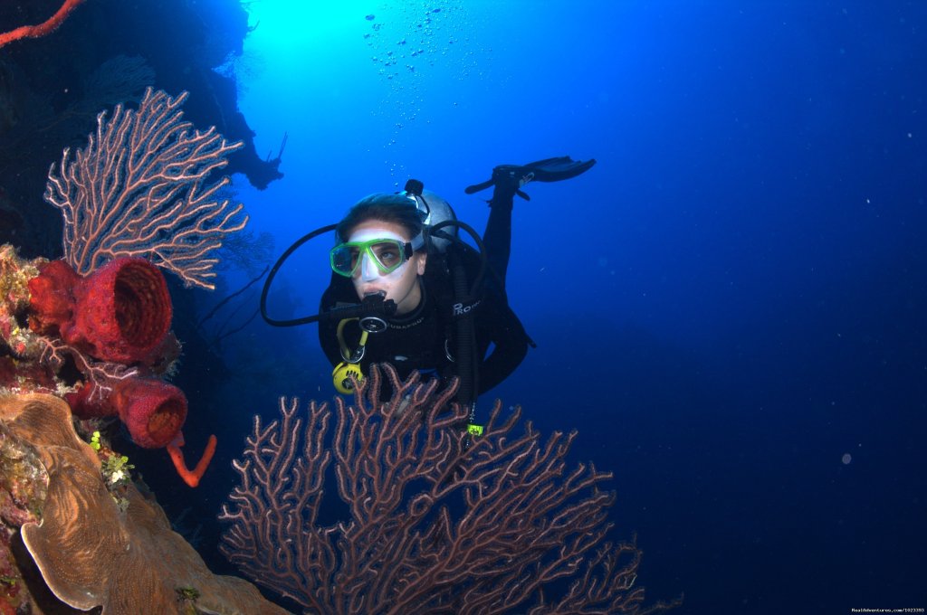 Incredible Wall Diving in Cayman | Don Foster's Dive Cayman, Ltd. | Image #5/10 | 