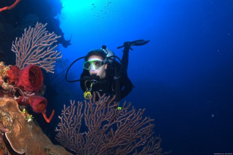 Incredible Wall Diving in Cayman