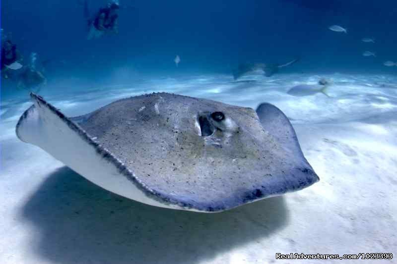 Stingray City Trips | Don Foster's Dive Cayman, Ltd. | Image #7/10 | 