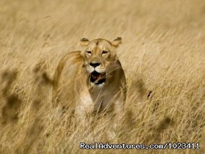 Uncover the World | Nairobi, Kenya | Wildlife & Safari Tours