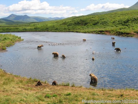 Brown Bear Watching