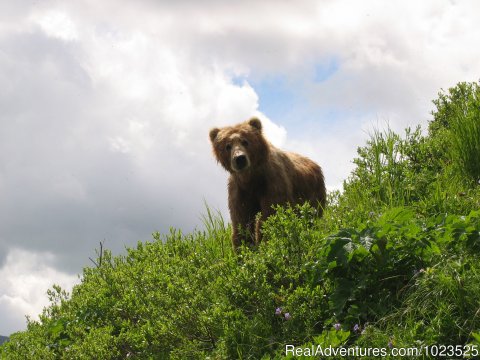 Kodiak Brown Bear