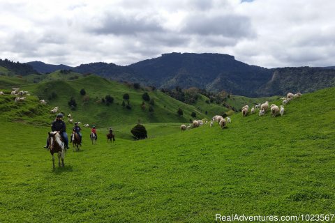 Sheperd's Trail Half-day Horse Trek